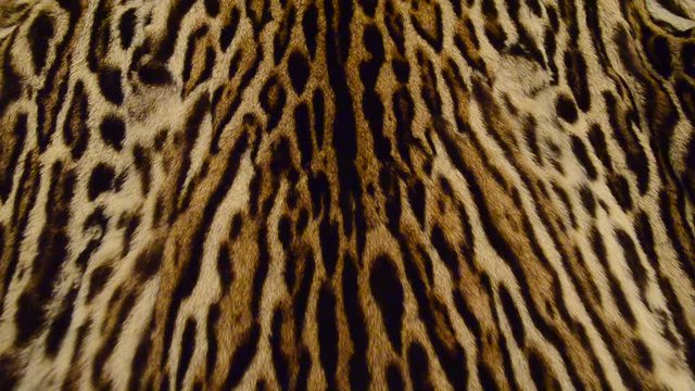 leopard fur background texture