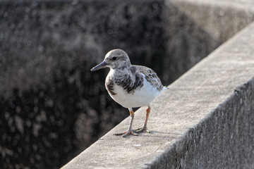 Le limicole Tournepierre à collier en Guyane française