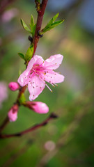 pink flowers in garden