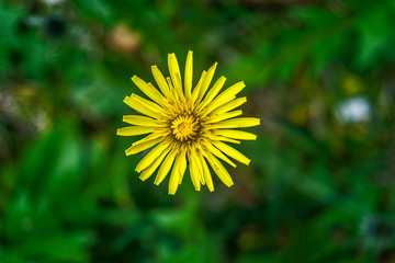 A close up overhead shot of a single dandelion flower, Taraxacum officinale, with leaves and lawn in the backgroud out of focus