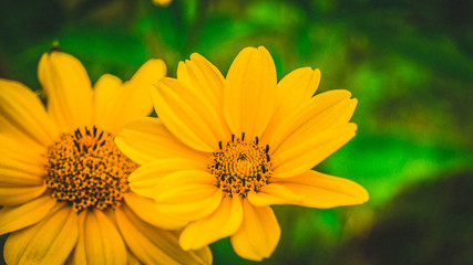 yellow flowers in the garden