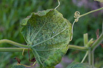 curcubitacea leaf of organic garden infected with aphids Aphididae
