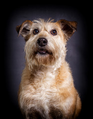 beige dog expressively looks forward