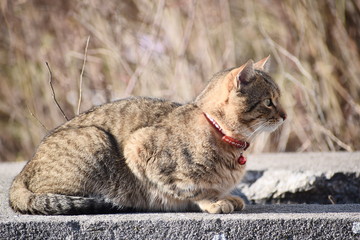 Portrait of the adorable cat 