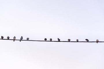 Row of pigeon birds standing on a wire against the sky.