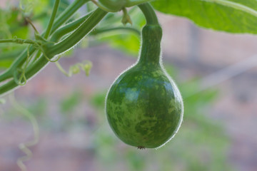 Lagenaria plant with fruits known as mate porongo in south america