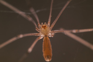 macro spider