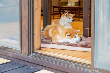 Close up shot of cute Akita dog