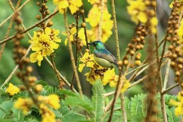 A Sunbird in Tanzania on its branch