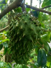 soursop (Annona muricata L. / sirsak / durian belanda) hanging on the tree in the garden