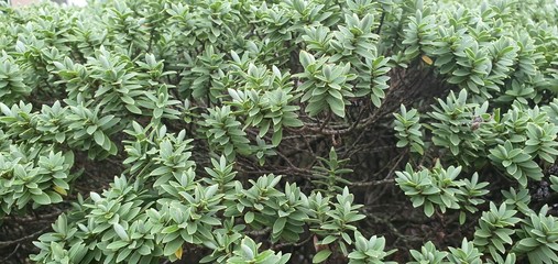 plants in the garden