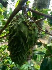 soursop (Annona muricata L. / sirsak / durian belanda) hanging on the tree in the garden