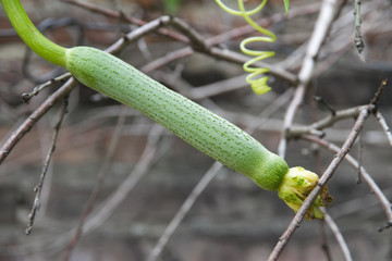 organic luffa plantation known as vegetable sponge