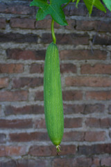 organic luffa plantation known as vegetable sponge