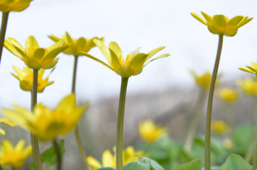 Fototapeta premium Lesser celandine's little flowers: a light-tone blurred image. The slightly unfocused photography of Ficaria verna delicate florets in soft daylighting