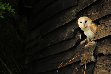 Barn owl peeking out