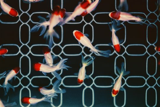 High angle view of fish shaped objects