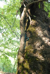 Platanos tree at Trikala, Greece