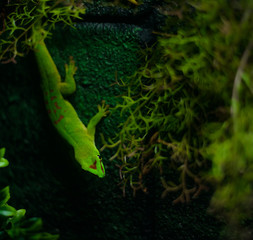 Naklejka na ściany i meble Close of of a Gecko / Lizard