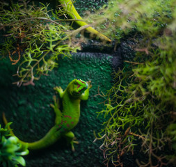 Close of of a Gecko / Lizard