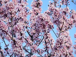 Branches with plum blossoms