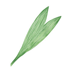 Tropical palm leaf branch watercolor illustration, isolated object, simple greenery ornament, exotic print