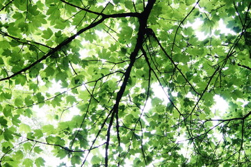 green leaves in the forest