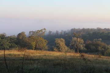 Obraz na płótnie Canvas Dense forest in early autumn