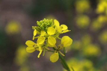 Obraz premium Beautiful yellow flower under the summer sun
