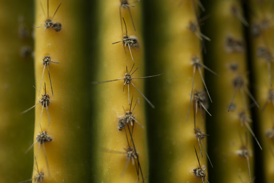 Cactaceae Botanic Garden, Cadereyta De Montes, Queretaro, Mexico