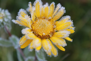 Beautiful yellow flower in hoarfrost
