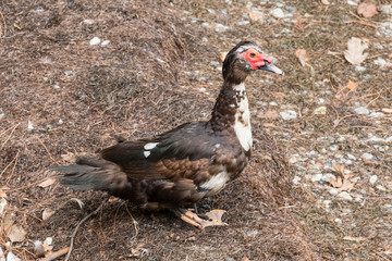 A big duck on the beach
