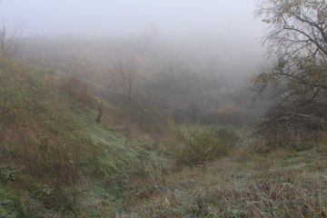 Gloomy yard with trees in dense fog