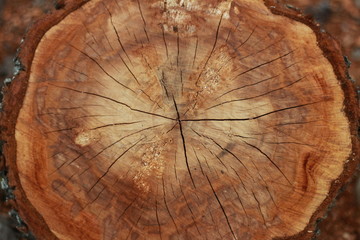 Diagonal long cut of a tree: macro