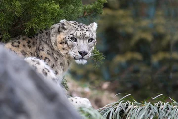 Fotobehang Luipaard Portrait of snow leopard big cat  © Pedro Bigeriego