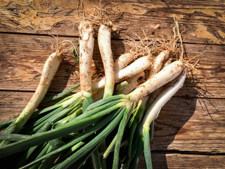 Freshly harvested spring onions from the farm