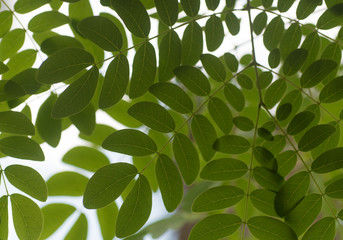 Beautiful natural plant leafs contrast, organic concept