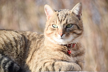 Portrait of the adorable cat 