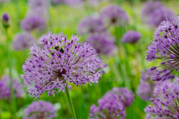 Bright purple ornamental garlic, Allium in bloom on a spring field. Popular spring flower in landscape gardening.