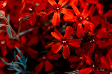 Beautiful bright red colored phlox subulata close up. Spring botanical background.