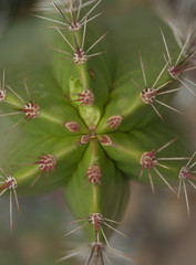 cactus close up, abstract natural pattern