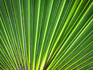 Close up view of a green palm leaf