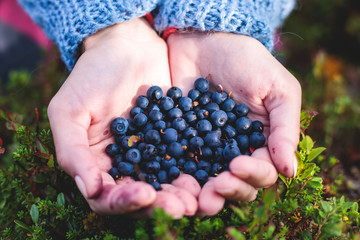 Process of collecting and picking berries in the forest of northern Sweden, Lapland, Norrbotten,...