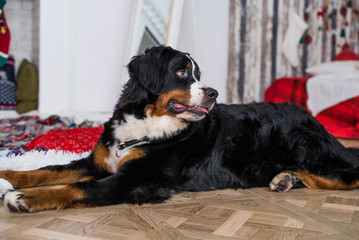 Cute funny dog lying on rug near door at home. Bernese Mountain Dog
