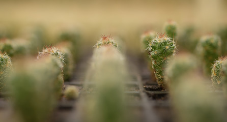 cactus close up, abstract natural pattern