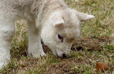 grazing lamb