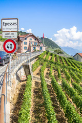 Vineyards in Lavaux region, Switzerland