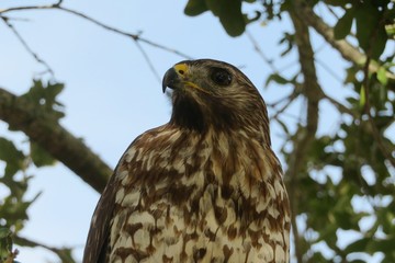 Beautiful Broad-Winged Hawk on tree in Florida wild, closeup 