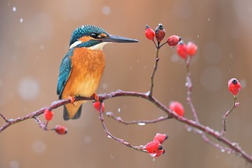 Common kingfisher ( alcedo atthis ) sitting on the branch of the Rosa canina  in the natural winter and snowy enviroment