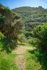 hiking the great ocean walk in victoria, australia